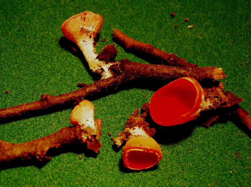 Nel  Regno  della  Jurana